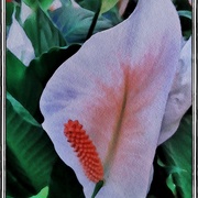 Flora2_card