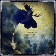 Moose_card