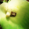 Sleepingfrogs_thumb