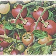 Image_card