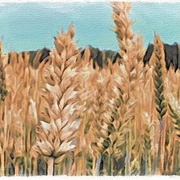 Image_card
