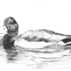 Duck_thumb