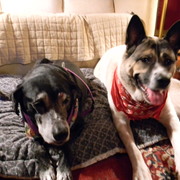 Donthuntusdogs_card