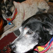 Donthuntusdogs2_card