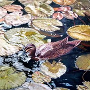 Duck_in_the_pond_card