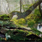 Rain_forest_card