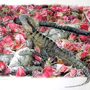 Water_dragon_card