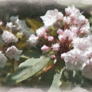 Image_card