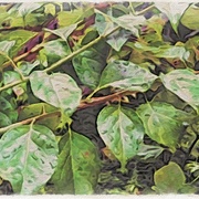 Image_card