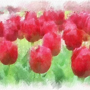 Image_card