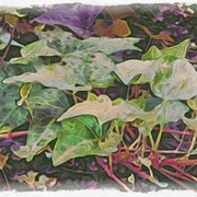 Image_card