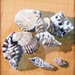 Mussels_square