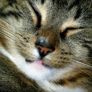 Feliscatus_card