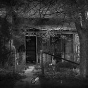 Two_cats_in_the_yard_card
