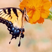 Tigerswallowtail_card