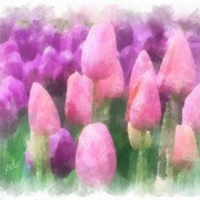 Image_card