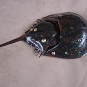 Horseshoe_crab4_001_card