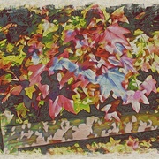 Image_card