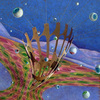 168_pupille_fluttuanti_50x50_thumb