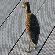 20110710bird_card