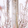Img_8106s_thumb