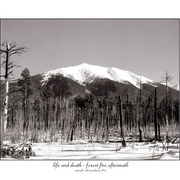 Snowscene3_card