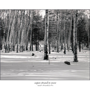 Aspens6_card