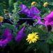 P1050710_square