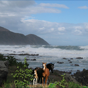 880-seashore_wilderness_card