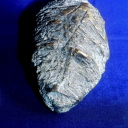 Kopf_aktaion_card