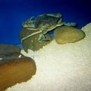 Ocmd_aquariam_2__card