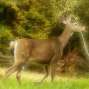 Angel_deer1_card
