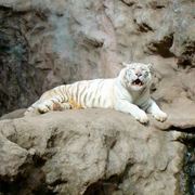 Lying_white_tiger_card