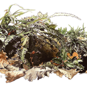 Woodland-floor_card