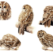 Tawny-owl_card