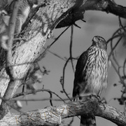 Dsc_2570_card