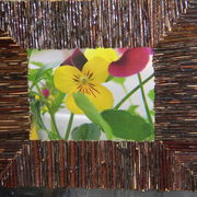 Framedpansiesillusion_card