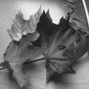 Img_0964_card
