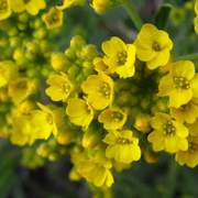 Flowers_13_card