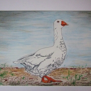 Snow_goose_card