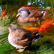 Koi_pond_ducks_card