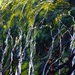 126_2619__2__square