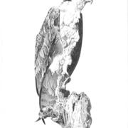 Osprey_card