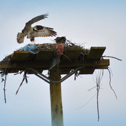 Romeo_2013_nest_building_vignette_card