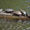 Turtles_4_thumb