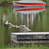 Turtles_3_thumb