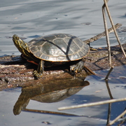 Turtles_5_card