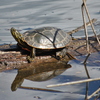 Turtles_5_thumb