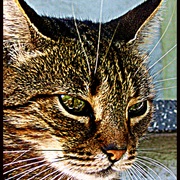 26969_card