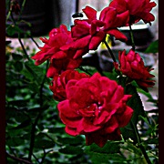 28346862_card